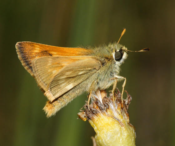 Sonoran Skipper - Polites sonora