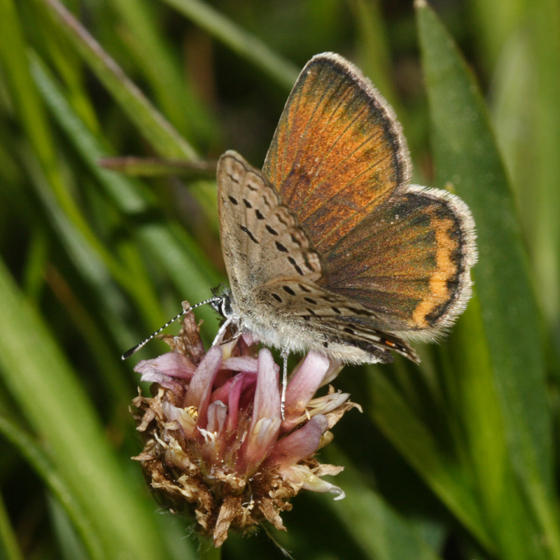 Greenish Blue - Plebejus saepiolus