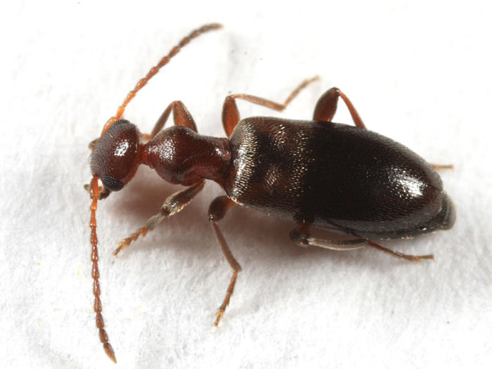 Ischyropalpus nitidulus