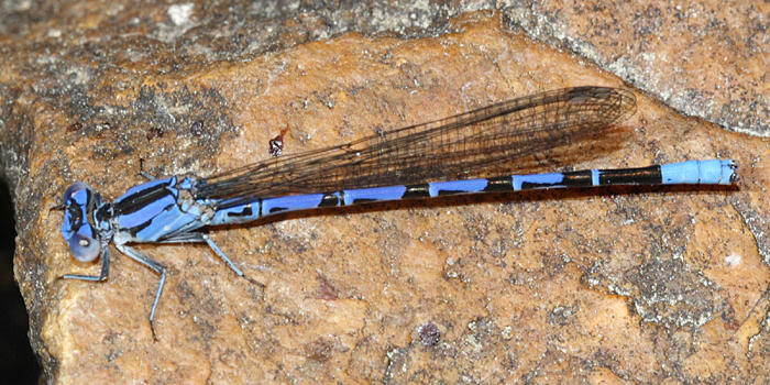 Vivid Dancer - Argia vivida