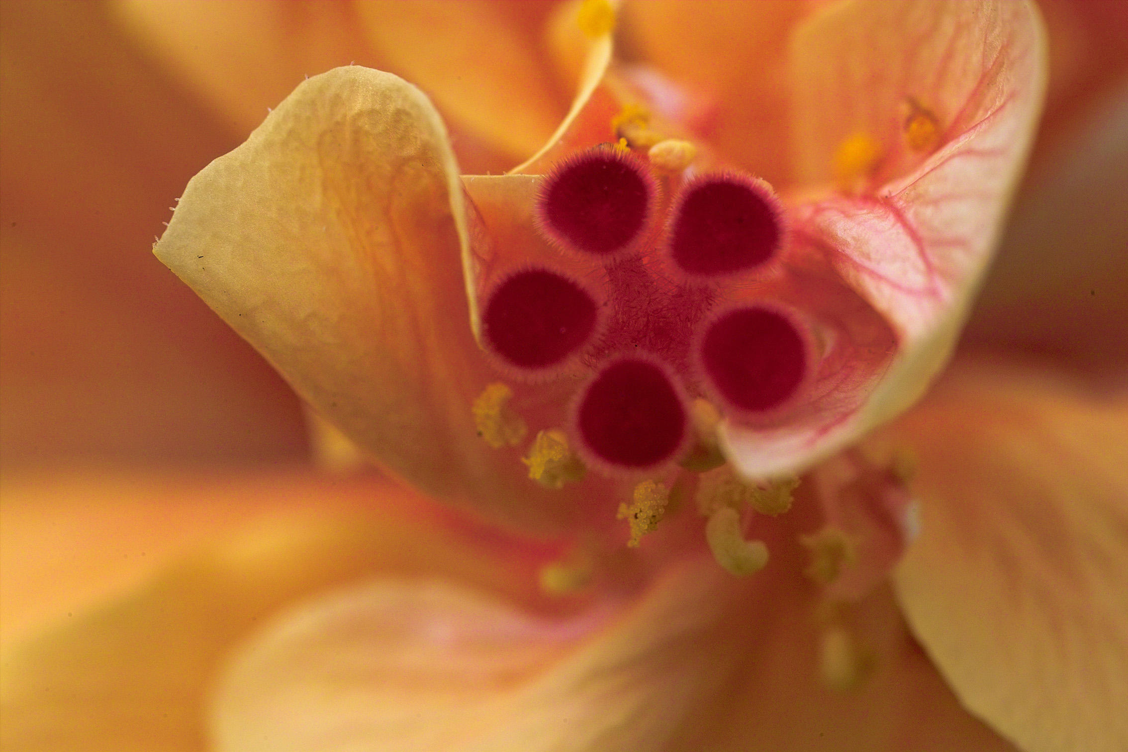 five point stamen