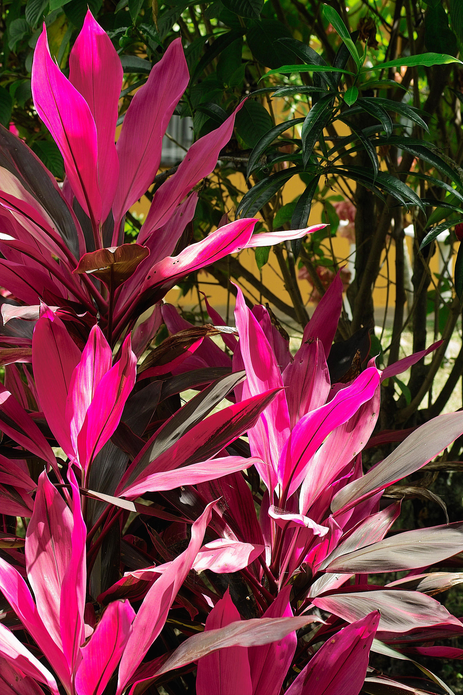 magenta