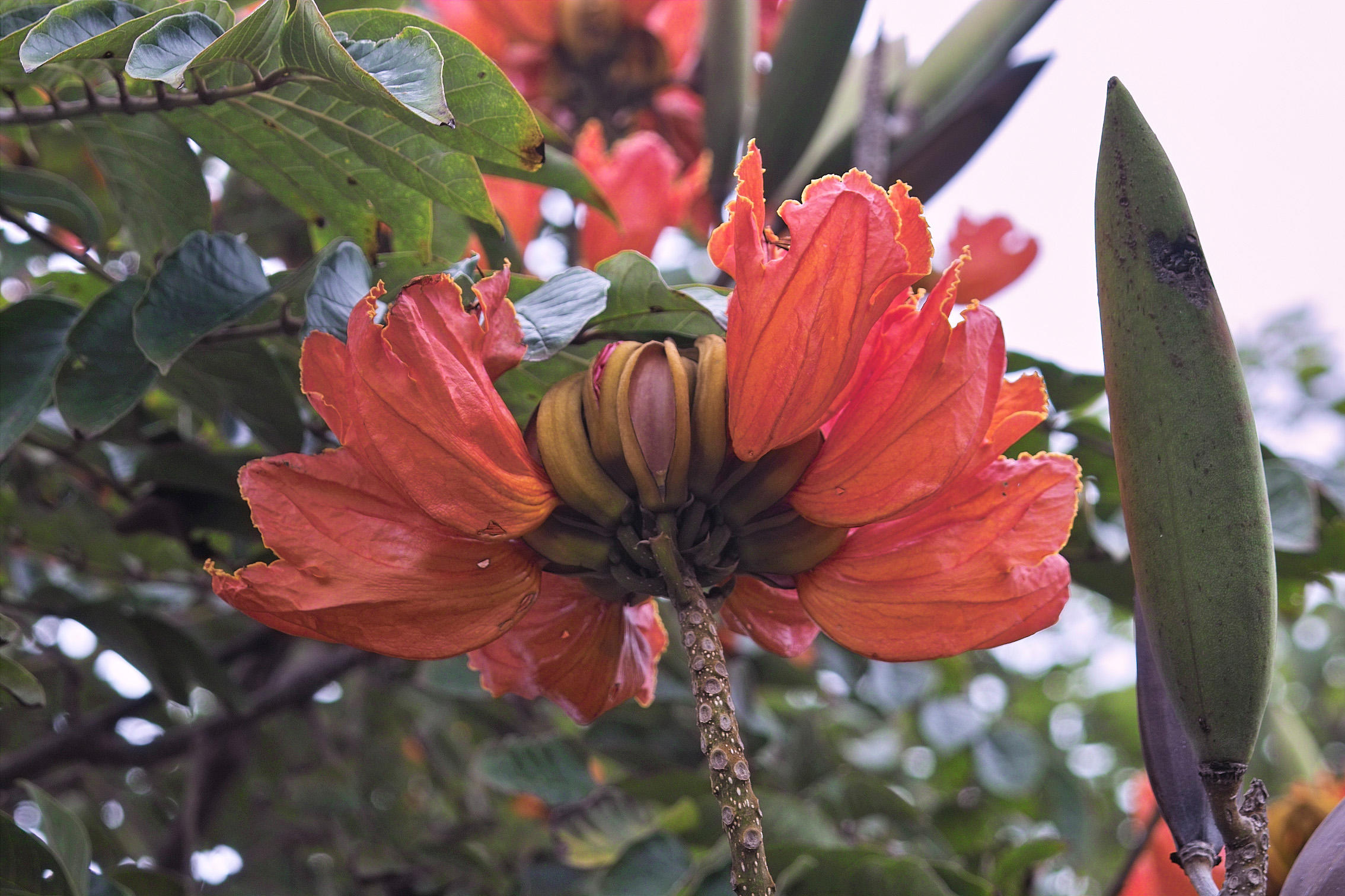 orange bloom