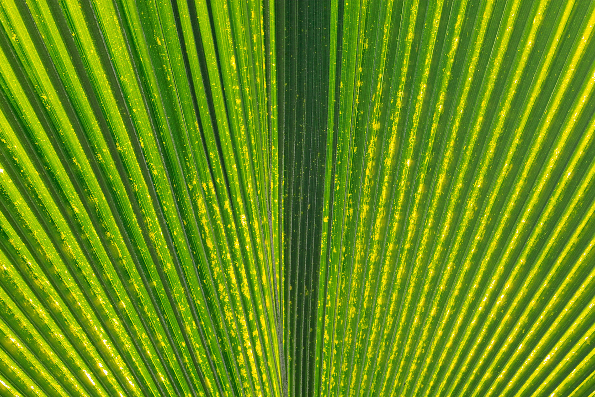 palm backdrop