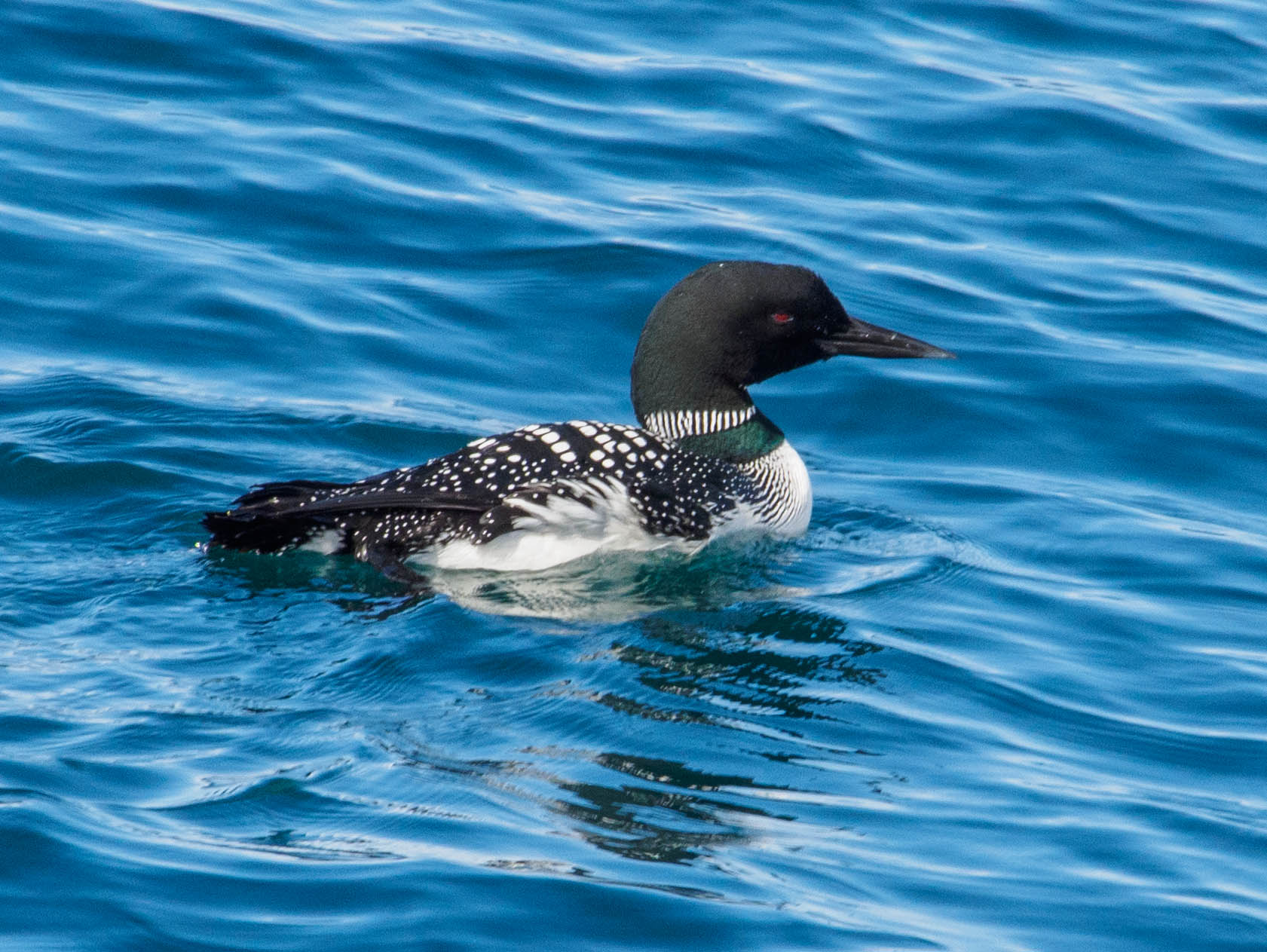 loon-2.jpg