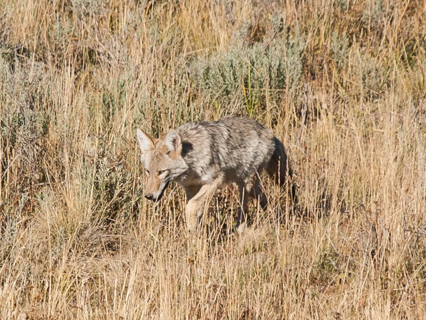 coyote.jpg