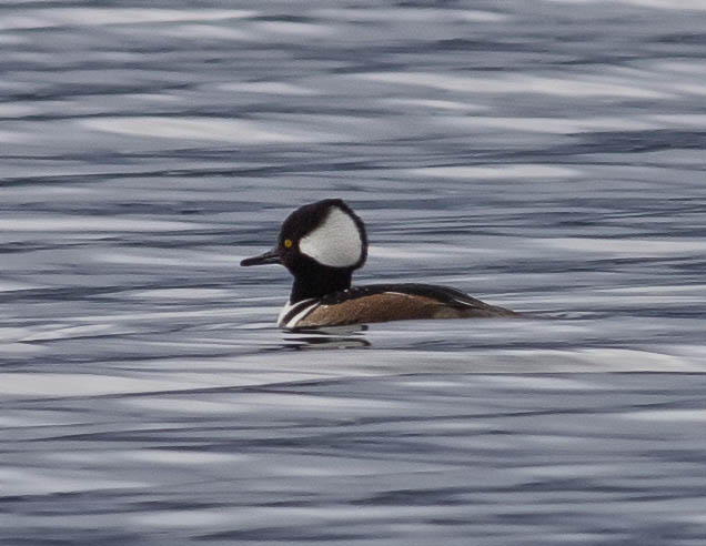 merganser.jpg