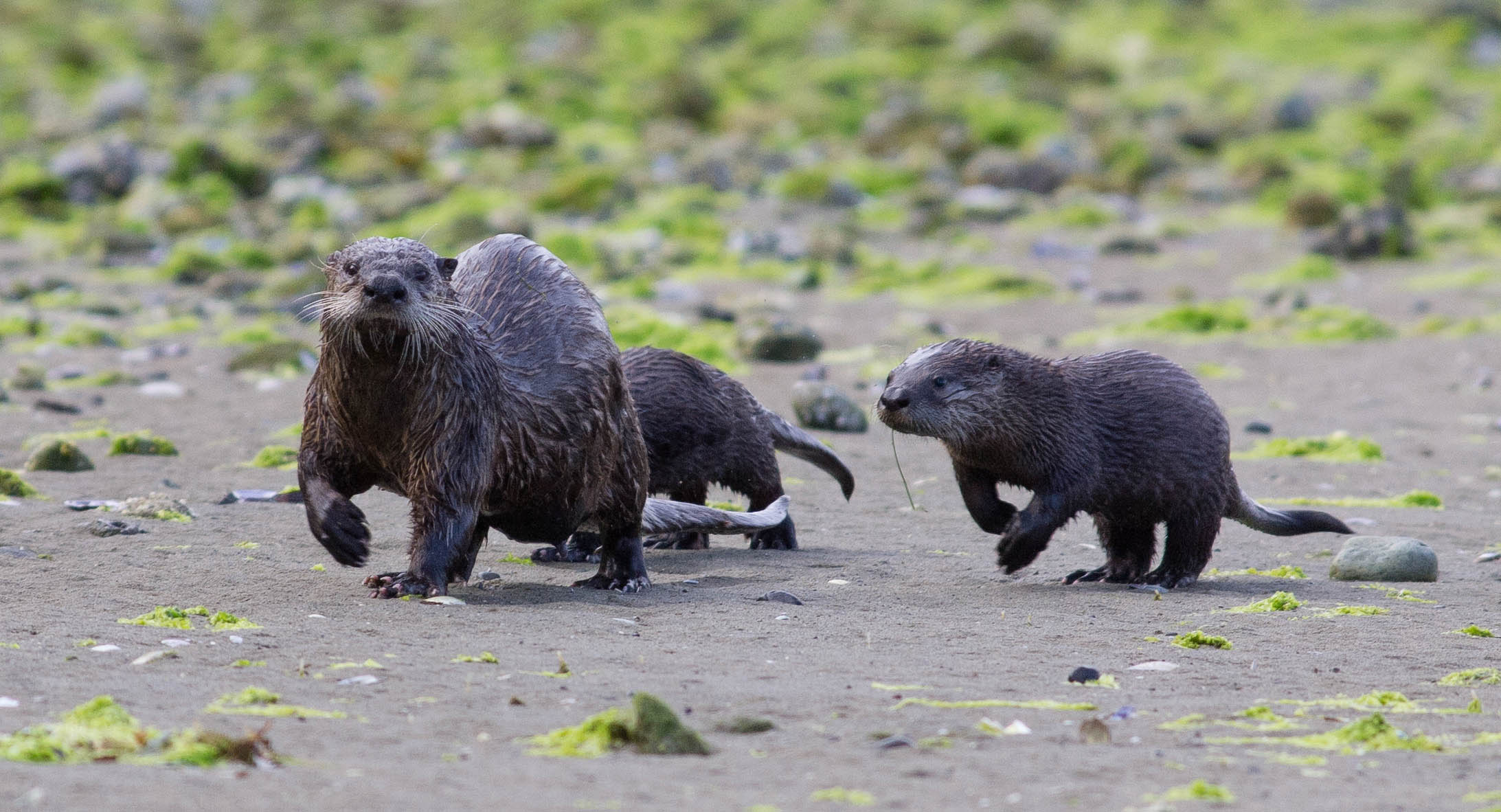 river_otters.jpg