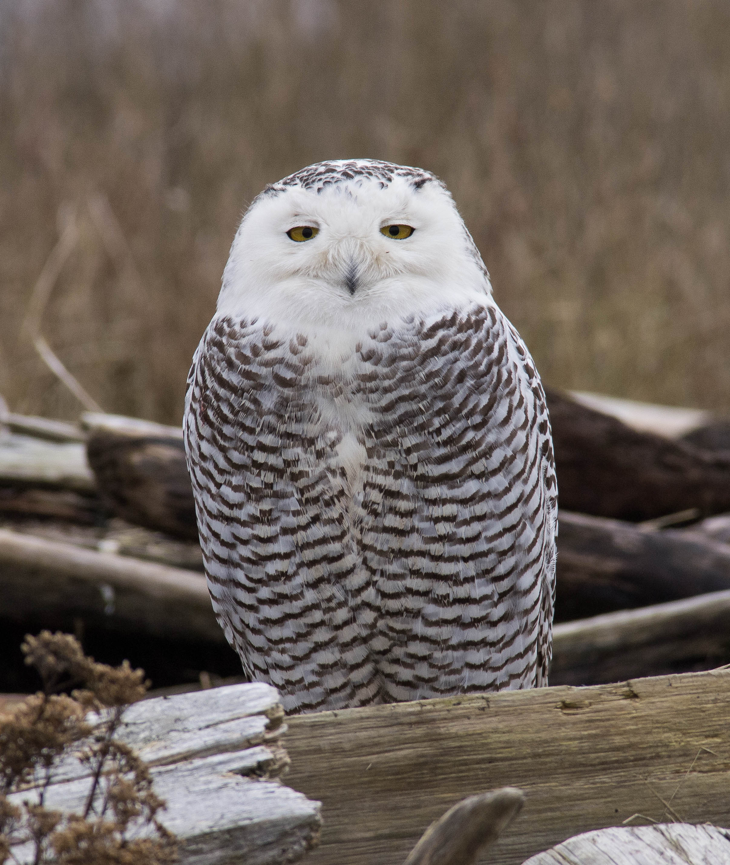snowy_owl2.jpg