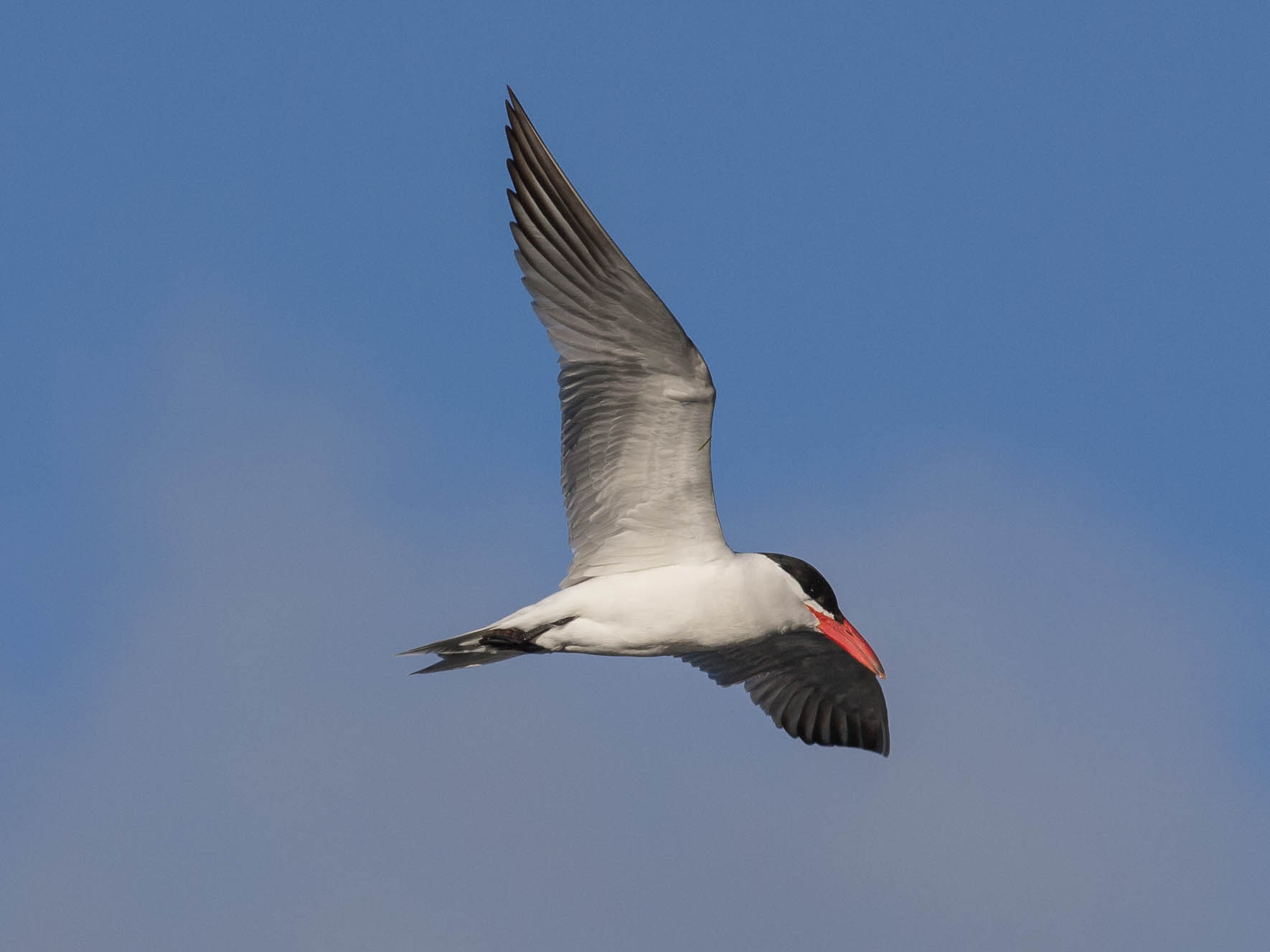 tern2.jpg