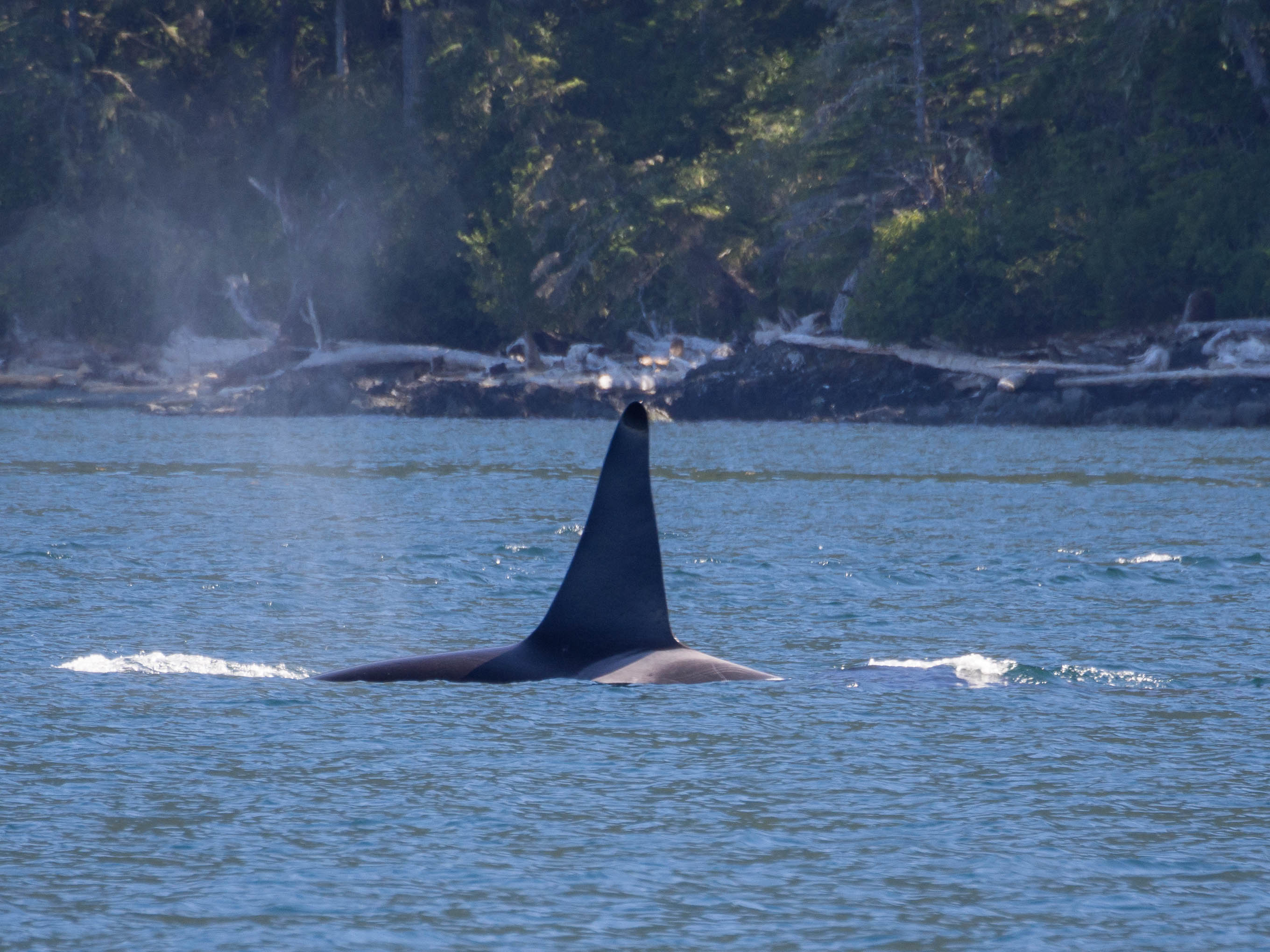 orca4.jpg