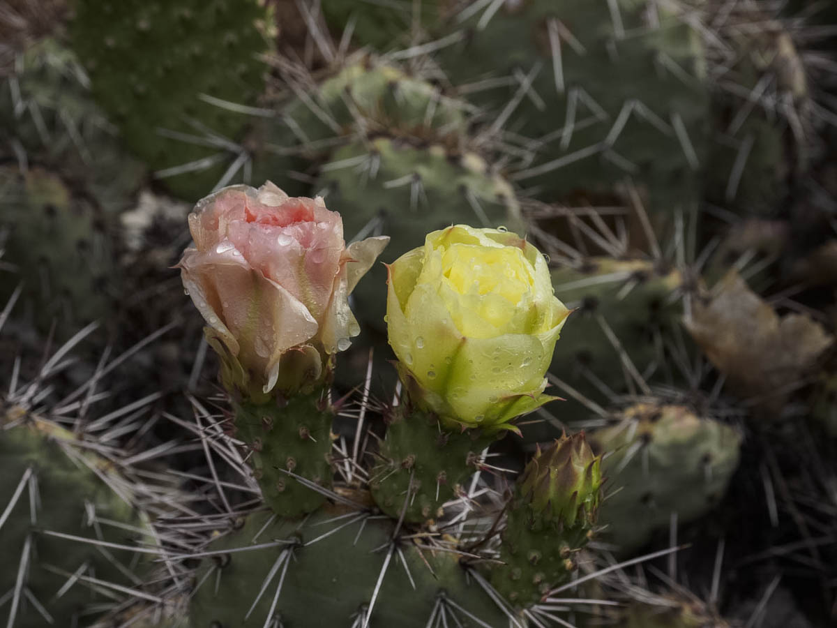 cactus flowers
