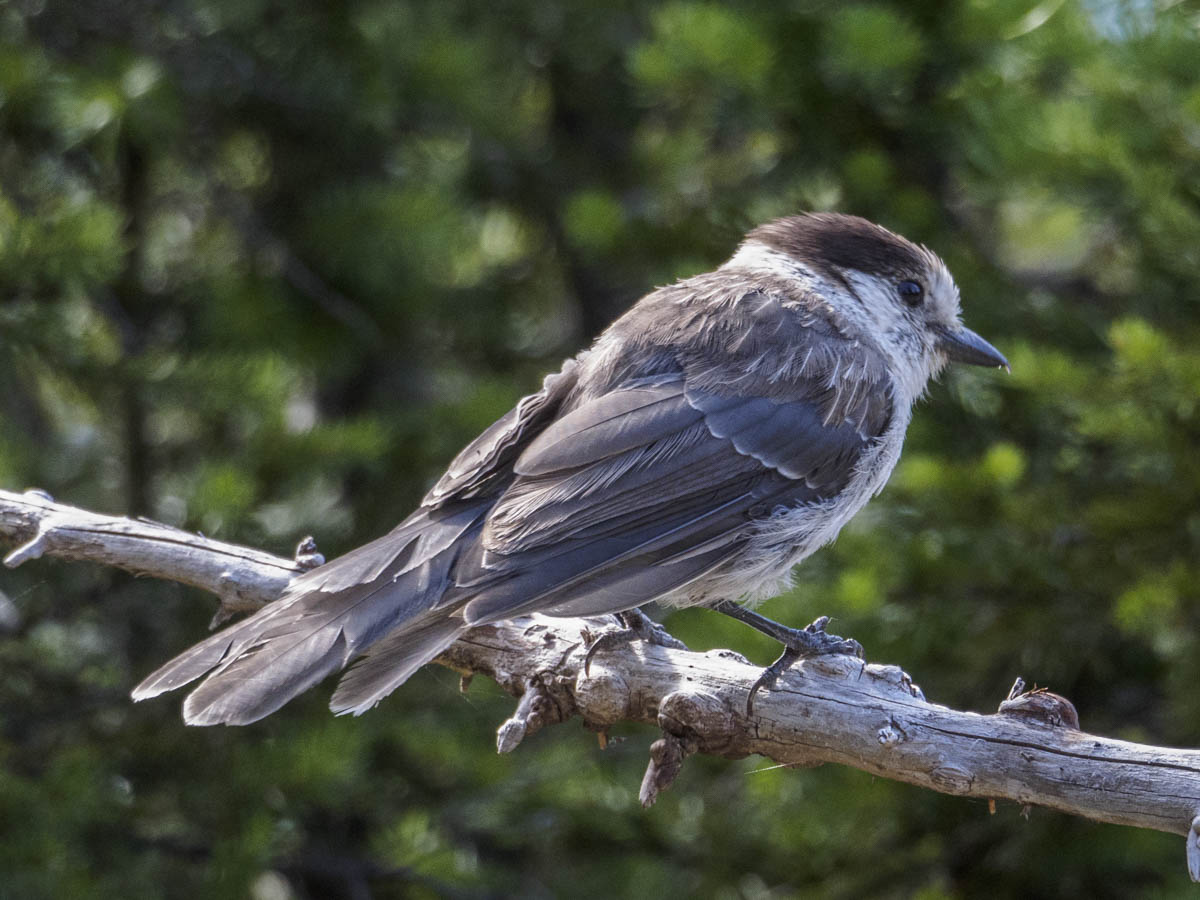 and gray jays