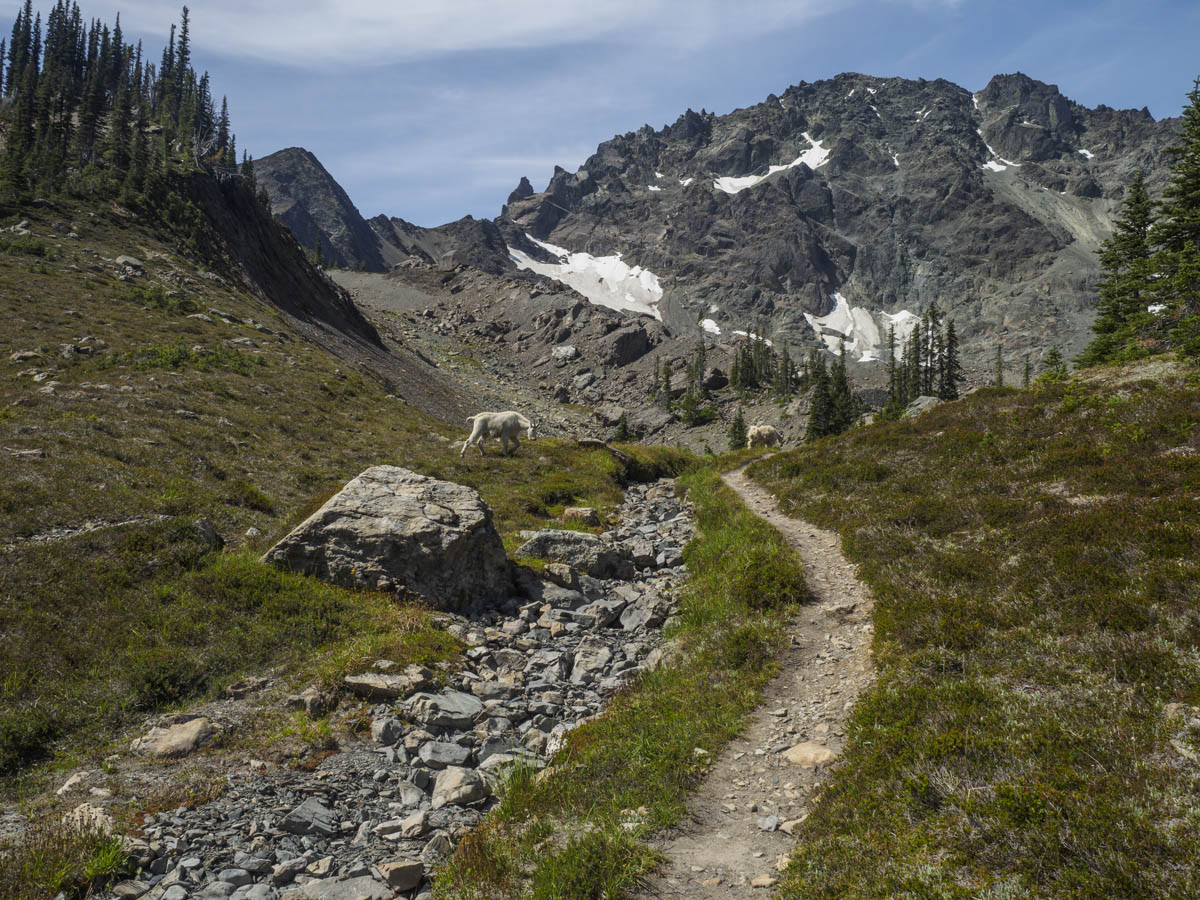 upper royal basin
