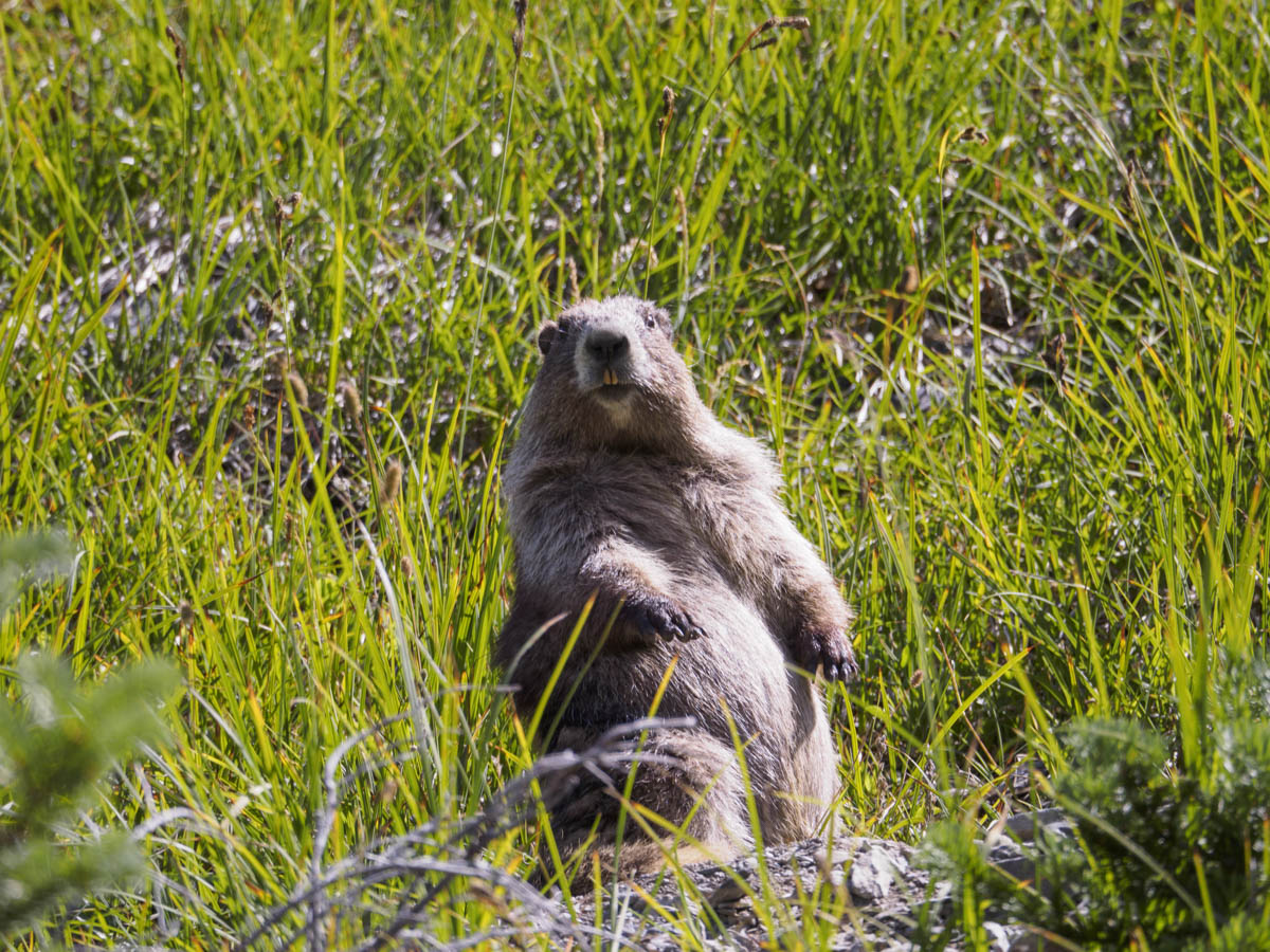 Marmot