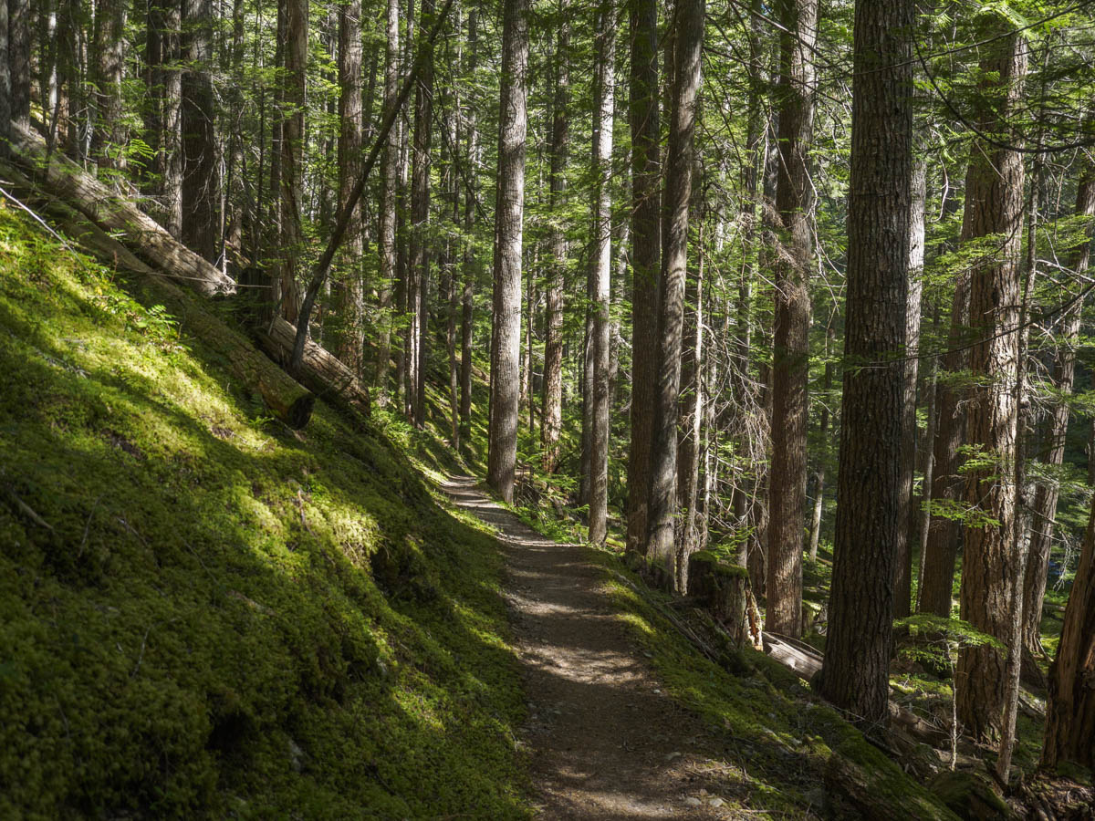 Forest by Royal creek near the Dungeness river