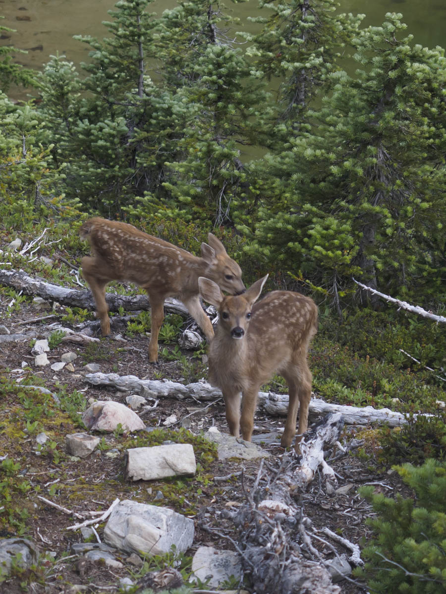 Visiting Fawns