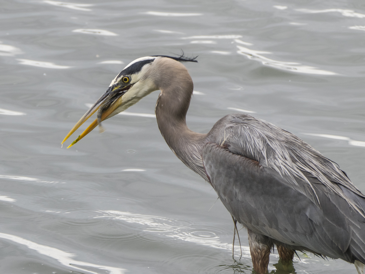 Why forage fish are so important