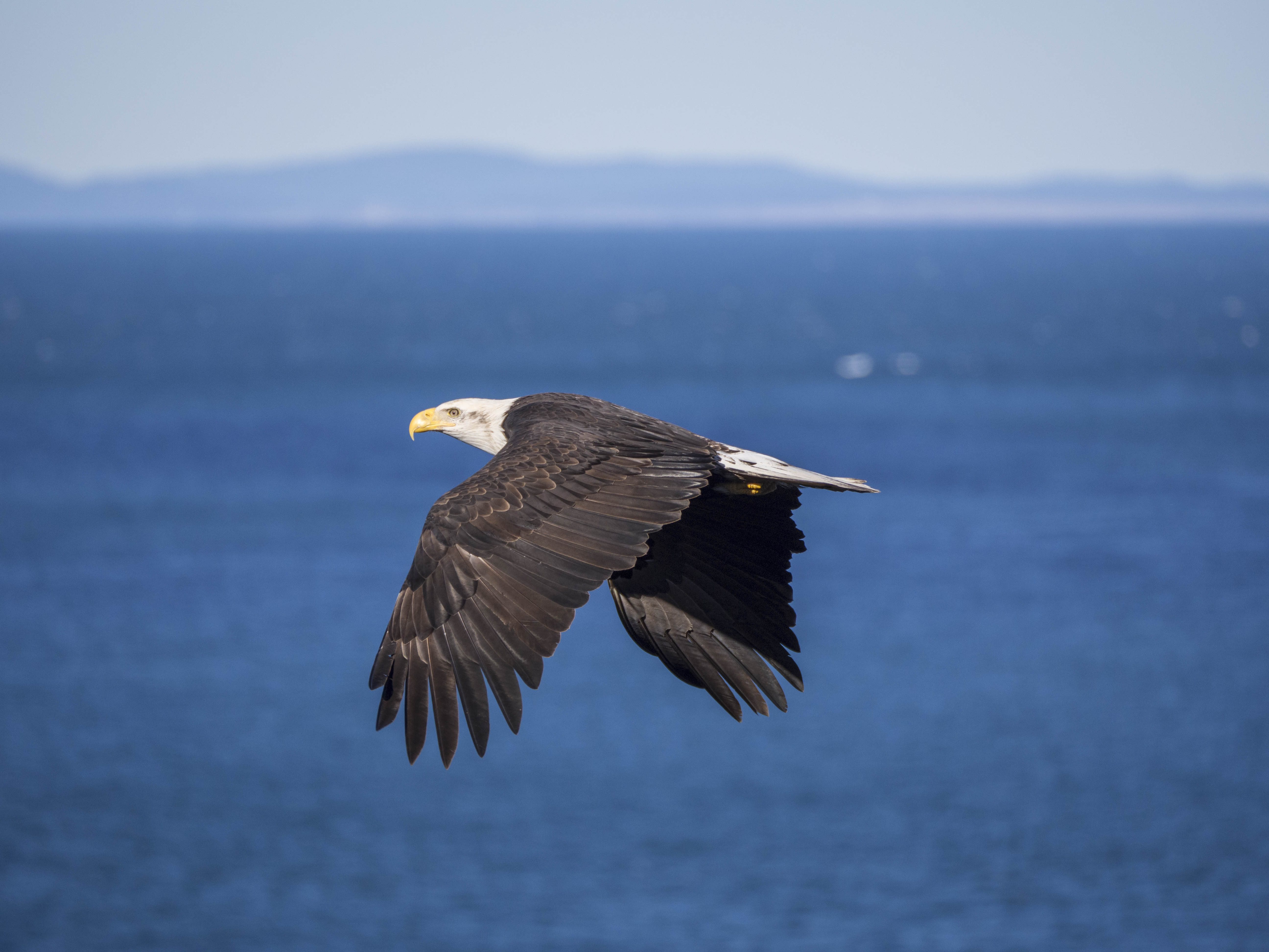 eagle3
