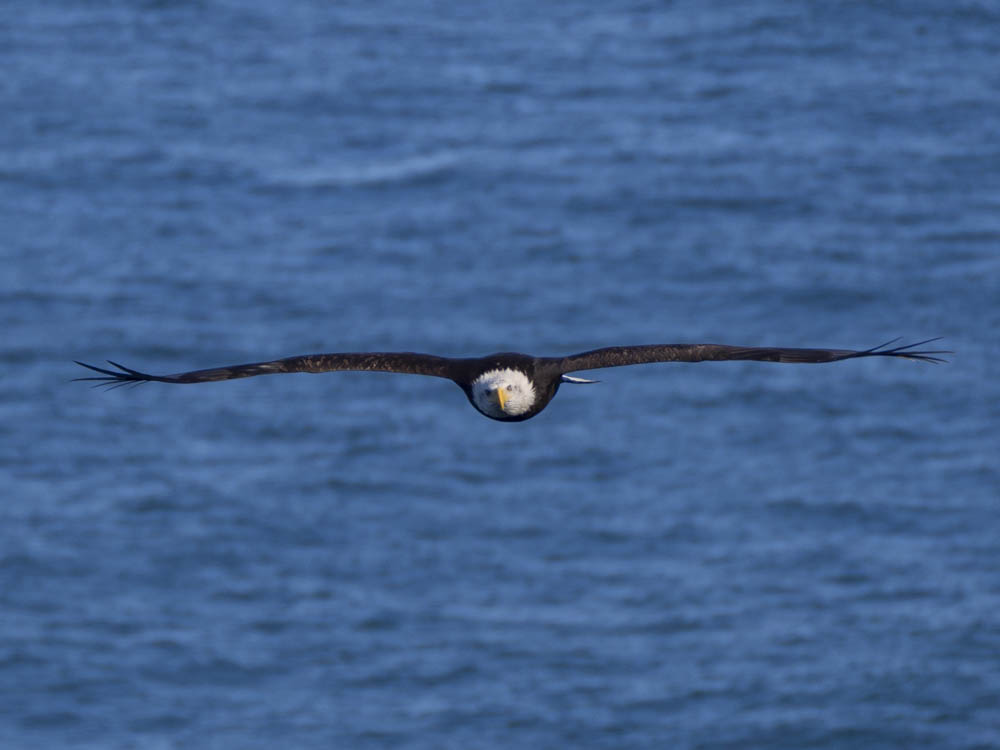 eagle5