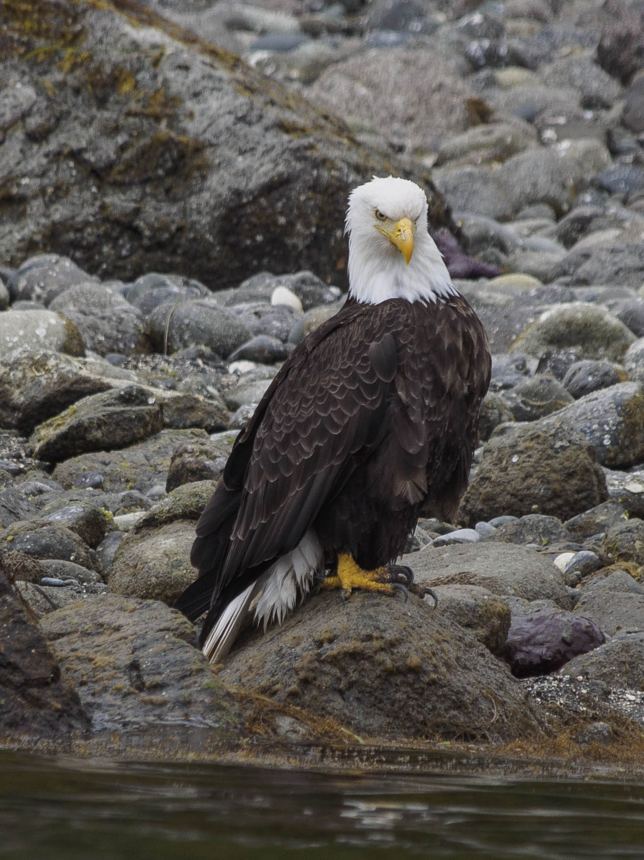eagle7