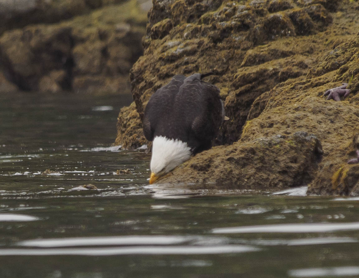 eagle9