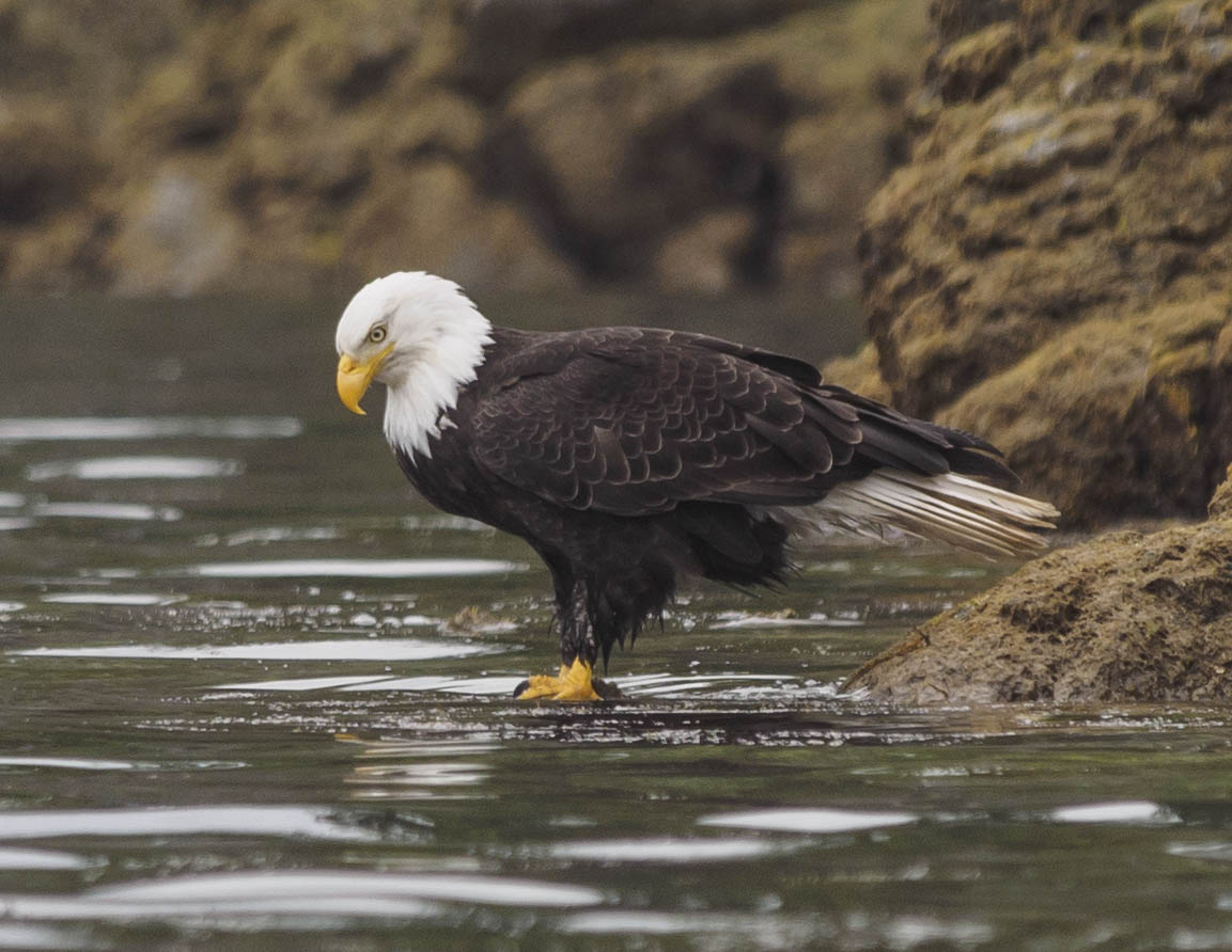 eagle10