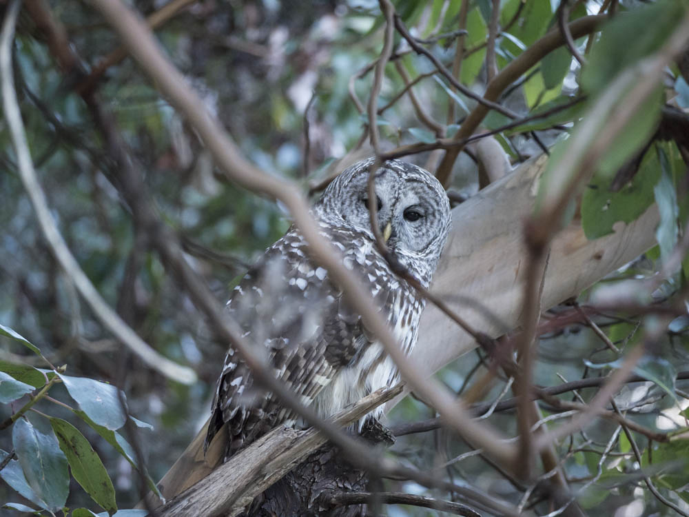 barredOwl-1