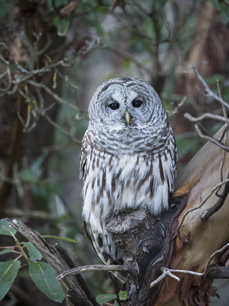barred_owl-3