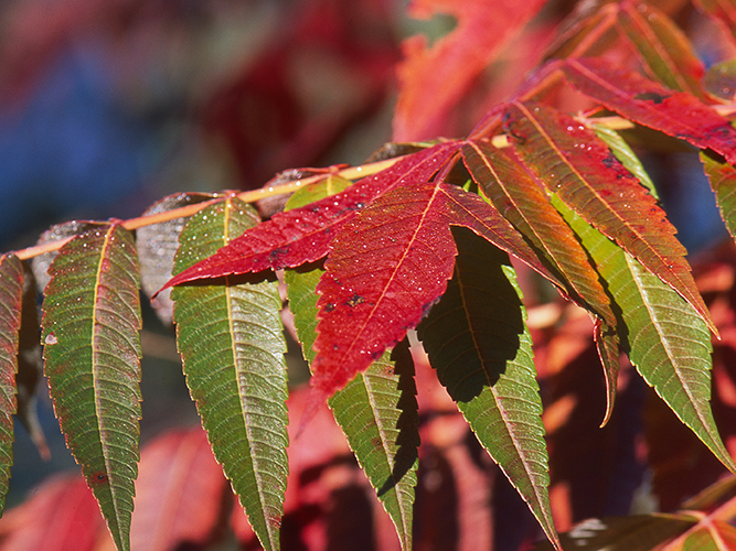 Sumac