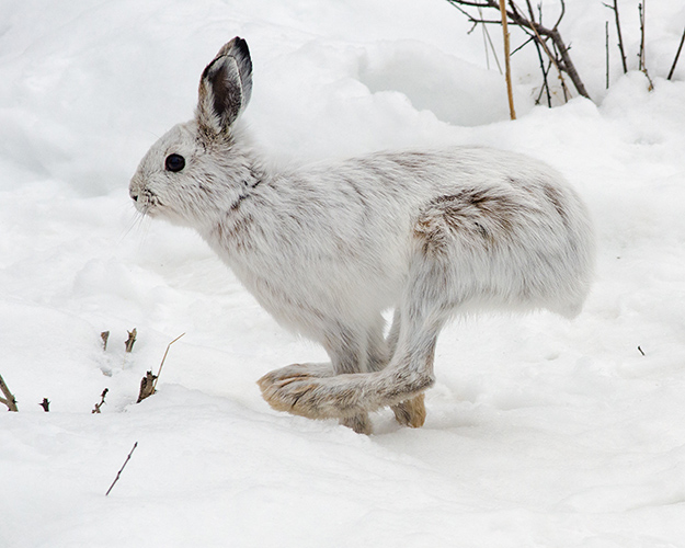 Snowshoe Hare