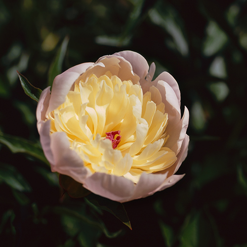Peony