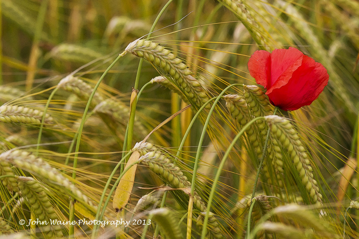Poppy and Barley