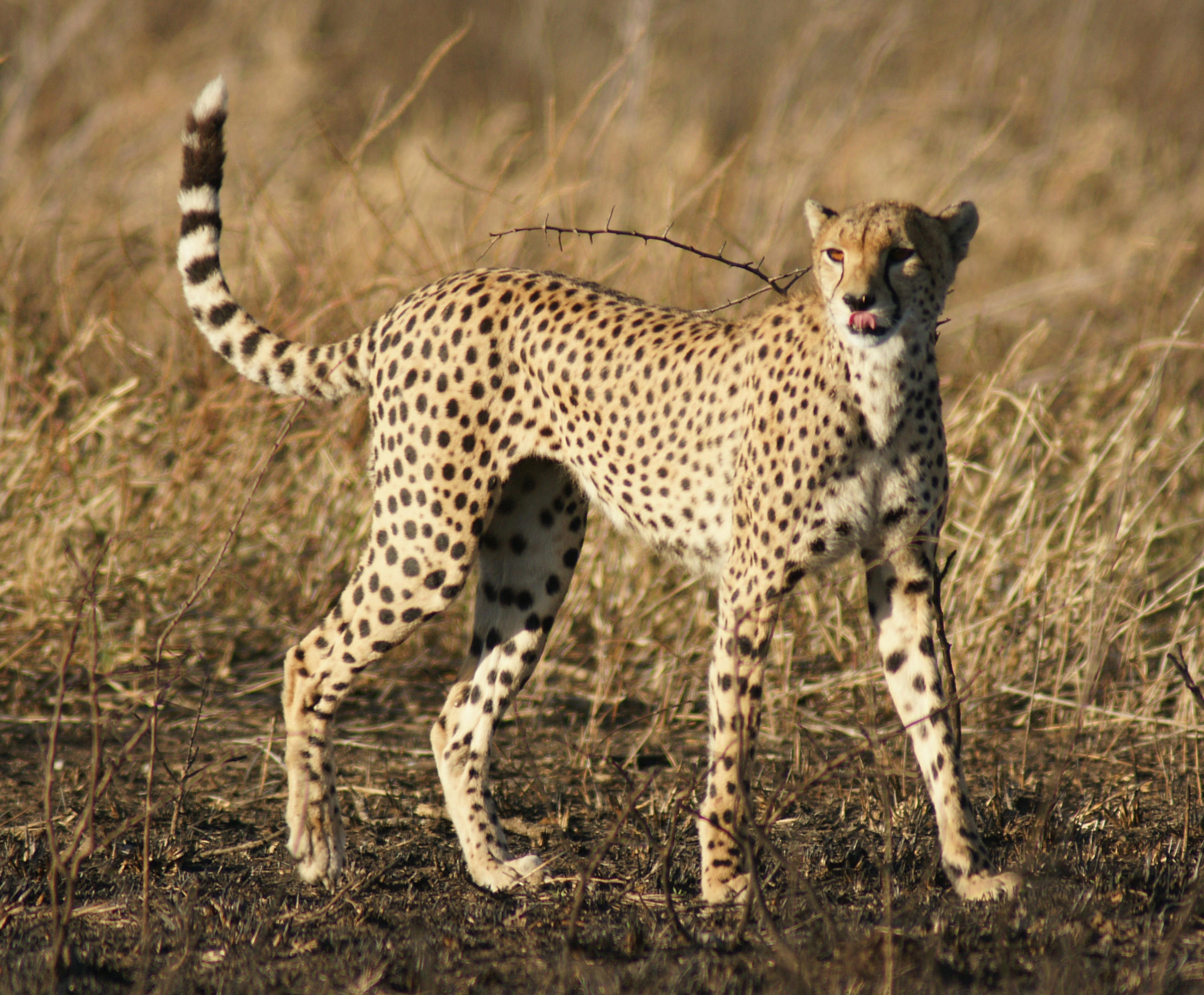 Cheetah Female.jpg