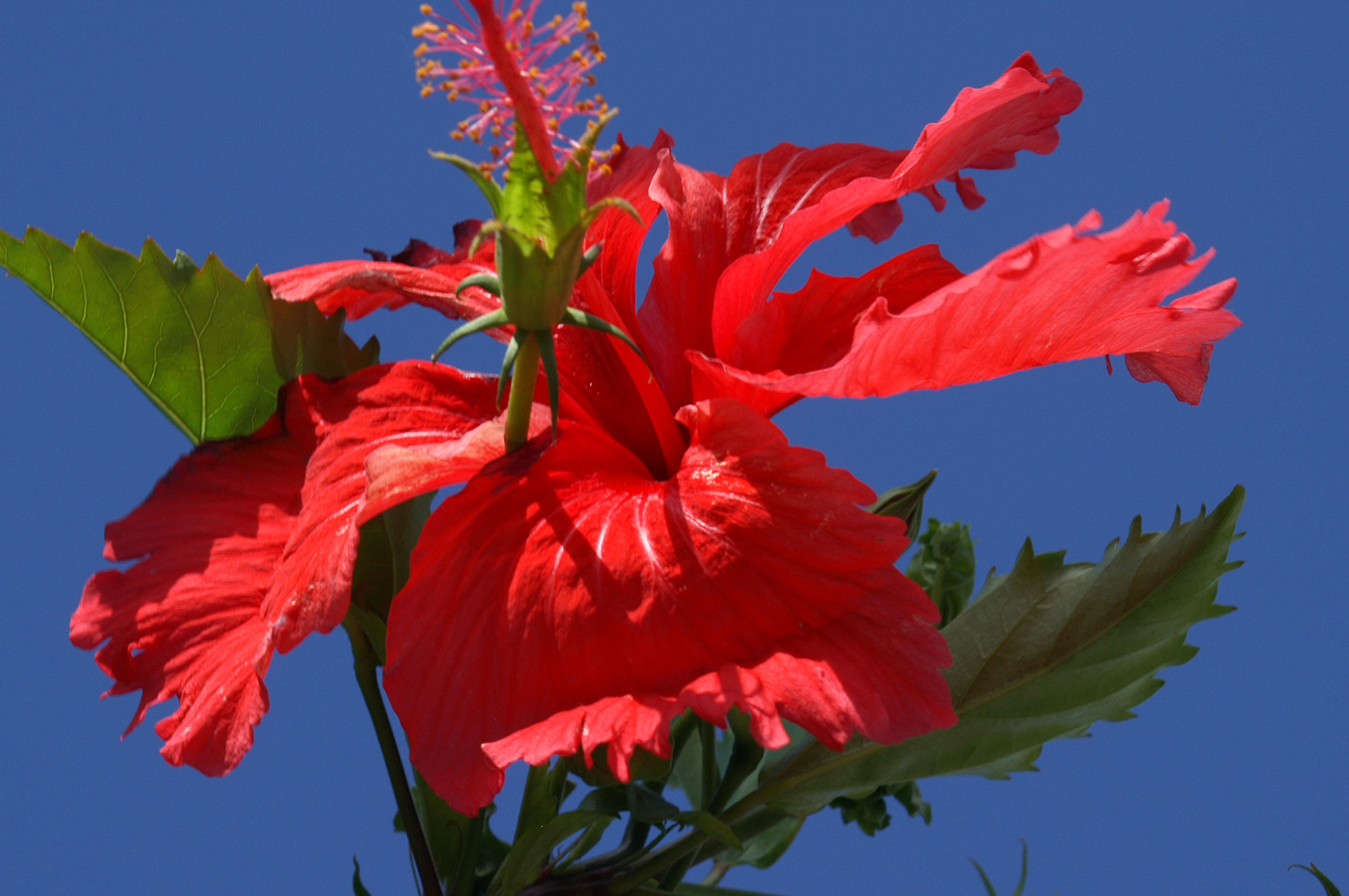Red Flower