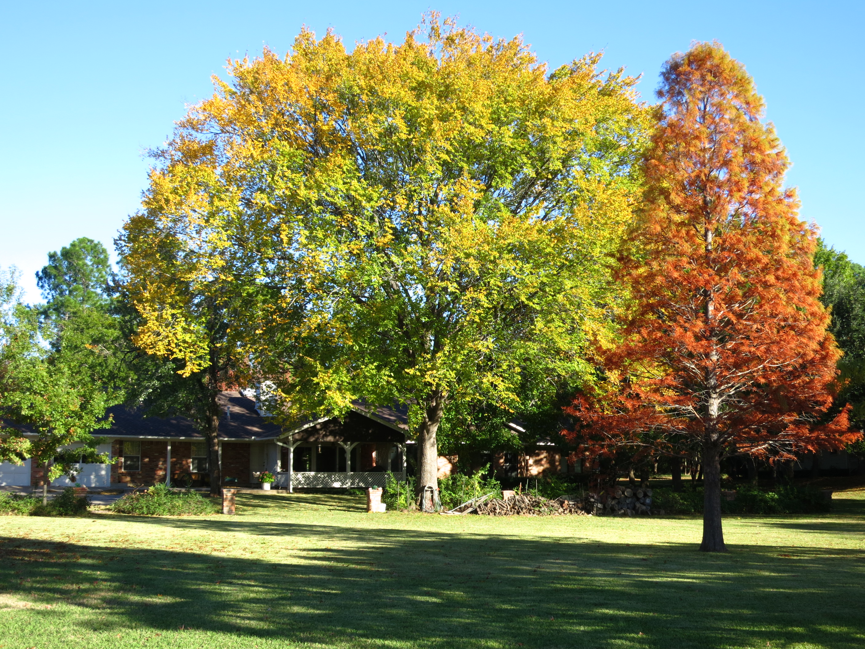Center is Elm. Right is Bald Cypres