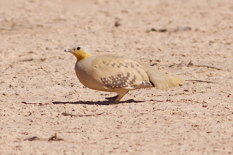 Spotted Sandgrouse