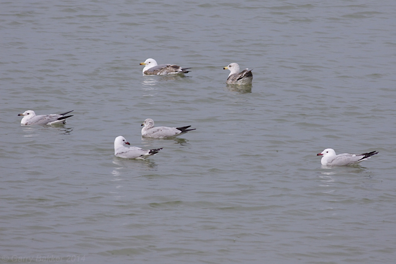 Audouins Gulls