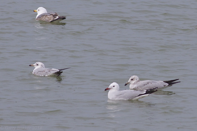 Audouins Gulls