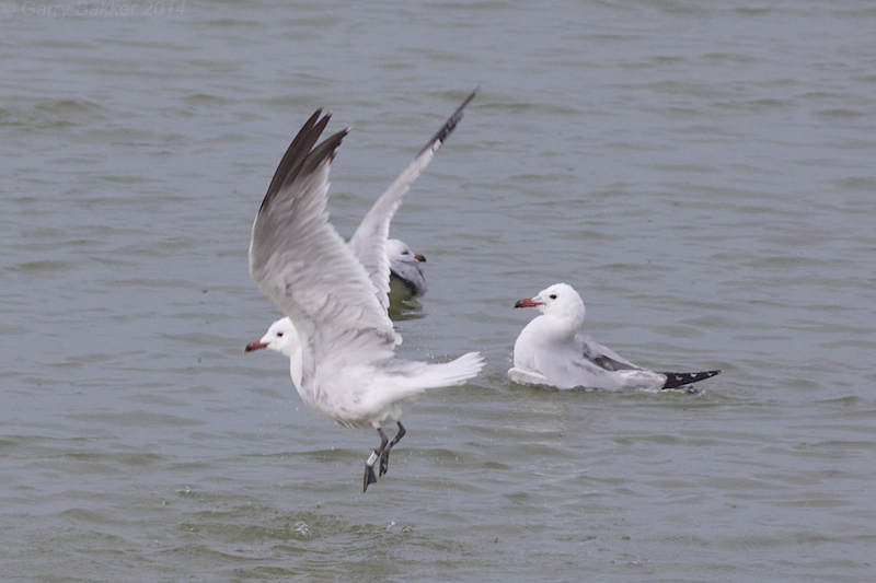Audouins Gulls