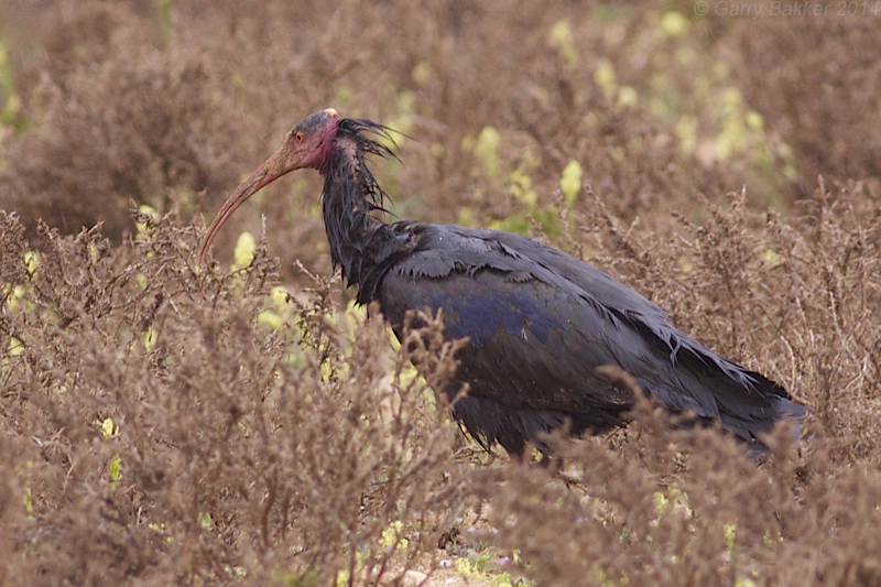 Northern Bald Ibis