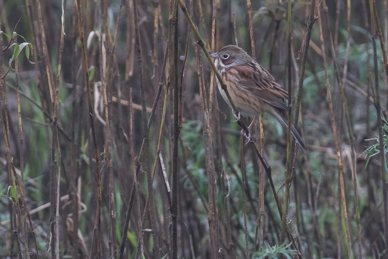 Chestnut-eared Bunting - Emberiza fucata