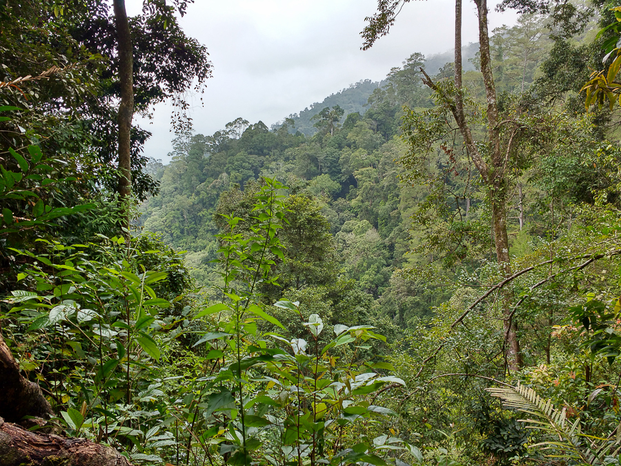 Forest at Gunung Kemiri
