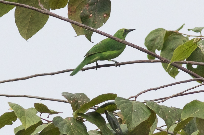 Sumatran Leafbird - Chloropsis media