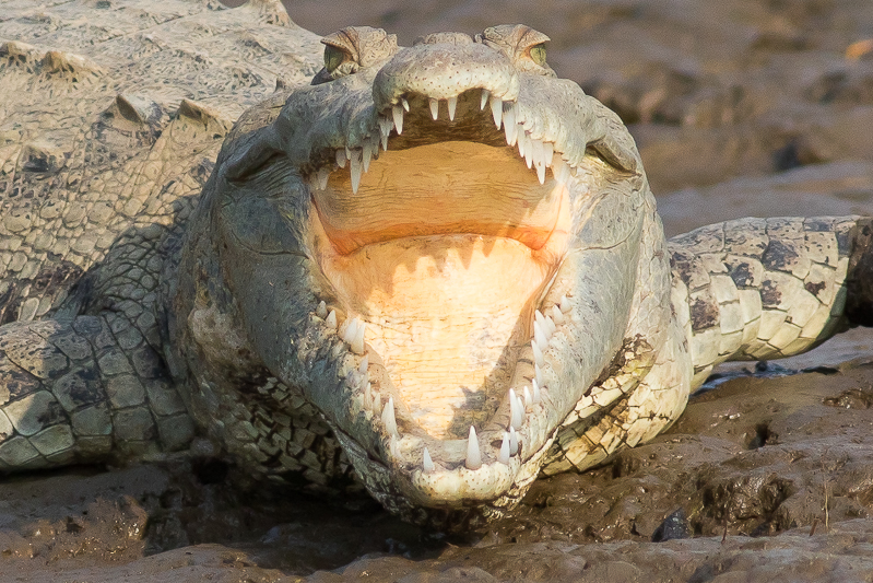 American Crocodile - Crocodylus acutus
