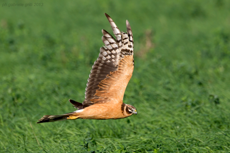 Pallid Harrier (Circus macrourus)