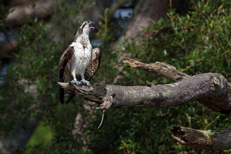 Osprey (Pandion haliaetus)