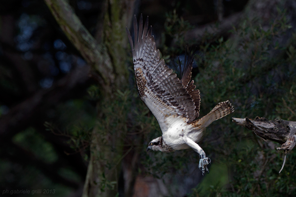 Osprey (Pandion haliaetus)