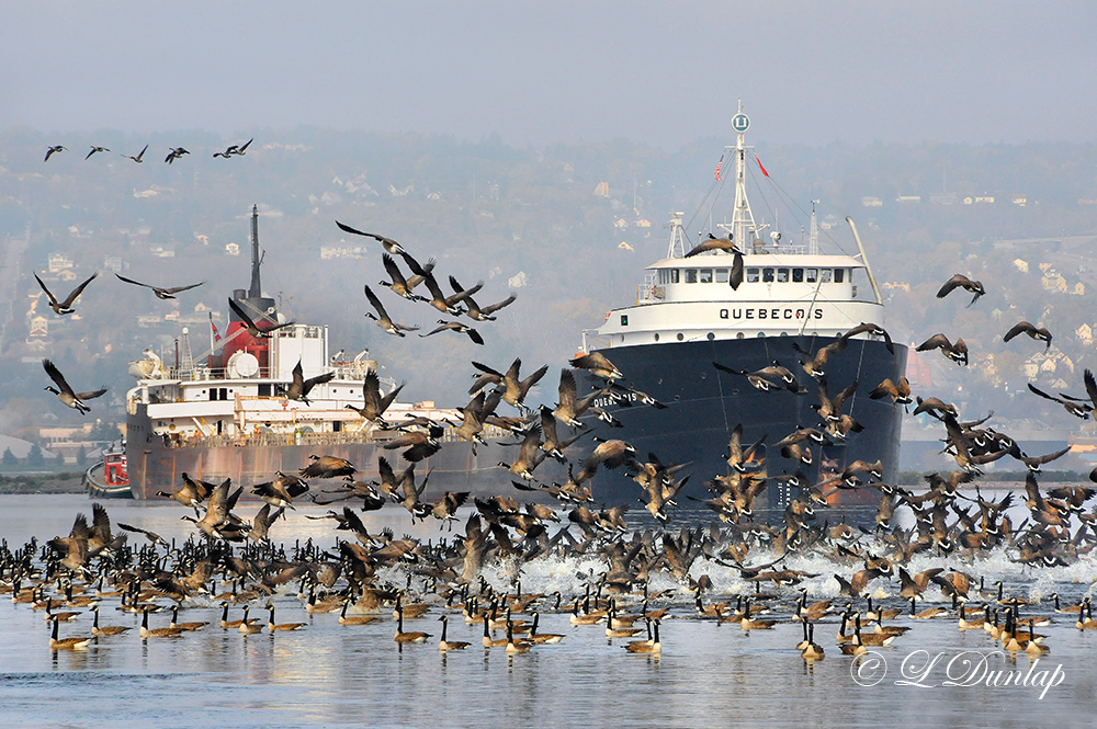 *** 94 - Duluth Harbor:  Quebecois And Geese