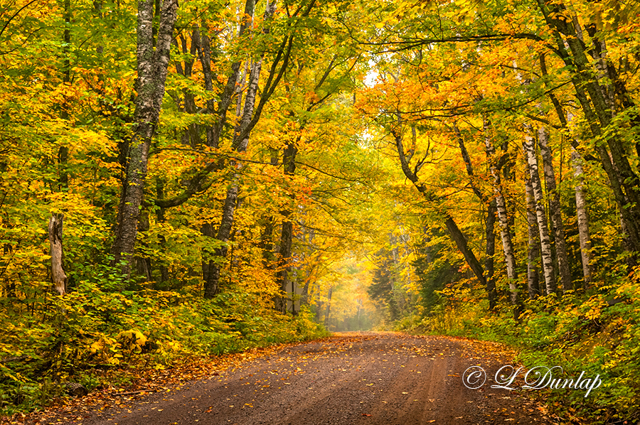 *** 83.5 - Sawtooth:  Mid-Autumn, Maple Leaf Drive
